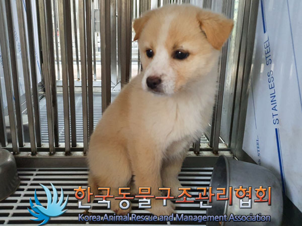 종료(자연사) 믹스…